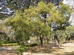 Neem d'Auroville,pur,naturel,sèché lentement a basse température.