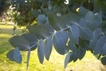 Eucalyptus - Huile Essentielle Certifiée Bio