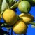 Citron - Huile Essentielle certifiée BIO