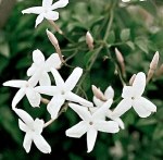 Jasmin sur huile d'amande douce