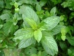 Menthe poivrée - Huile Essentielle Certifiée Bio