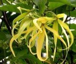 Ylang Ylang - Huile Essentielle certifiée BIO